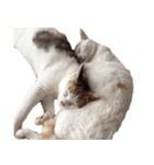 茶白猫と三毛猫の写真スタンプ3英語版（個別スタンプ：18）