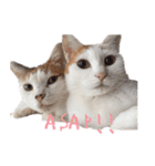 茶白猫と三毛猫の写真スタンプ3英語版（個別スタンプ：19）