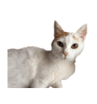 茶白猫と三毛猫の写真スタンプ3英語版（個別スタンプ：20）
