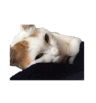 茶白猫と三毛猫の写真スタンプ3英語版（個別スタンプ：24）