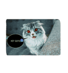 CAT111（個別スタンプ：1）