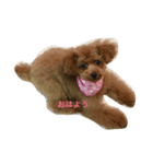 モコモコモコちゃん（個別スタンプ：1）