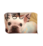A beautiful dog 2（個別スタンプ：5）