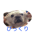 A beautiful dog 2（個別スタンプ：6）