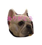 A beautiful dog 2（個別スタンプ：8）