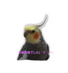 おかめいんこのあいさつ♪（個別スタンプ：4）