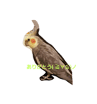 おかめいんこのあいさつ♪（個別スタンプ：5）