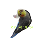 おかめいんこのあいさつ♪（個別スタンプ：8）
