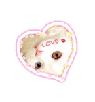 吾輩はルチア（個別スタンプ：1）