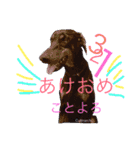 A happy new year.by Cullinan（個別スタンプ：7）