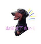 A happy new year.by Cullinan（個別スタンプ：15）