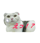 たまとゆかいな仲間達（個別スタンプ：6）