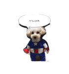 トイ プードル 杏ちゃん 1（個別スタンプ：6）