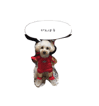 トイ プードル 杏ちゃん 1（個別スタンプ：7）