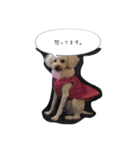 トイ プードル 杏ちゃん 1（個別スタンプ：11）