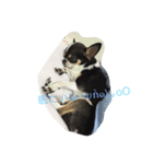 犬のセナ＆イブ＆ライのスタンプ（個別スタンプ：1）