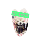 犬のセナ＆イブ＆ライのスタンプ（個別スタンプ：2）