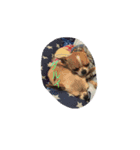犬のセナ＆イブ＆ライのスタンプ（個別スタンプ：4）
