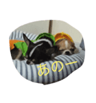 犬のセナ＆イブ＆ライのスタンプ（個別スタンプ：5）