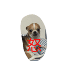 犬のセナ＆イブ＆ライのスタンプ（個別スタンプ：6）