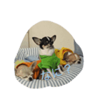 犬のセナ＆イブ＆ライのスタンプ（個別スタンプ：7）