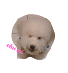 Im Piki Im a boy(1)（個別スタンプ：4）