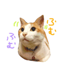 ネコ『トラジ』の日常（個別スタンプ：4）