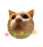ネコ『トラジ』の日常（個別スタンプ：5）