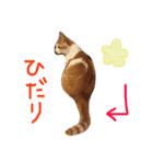 ネコ『トラジ』の日常（個別スタンプ：8）