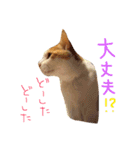 ネコ『トラジ』の日常（個別スタンプ：14）