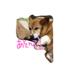 ちゃこりん。①（個別スタンプ：6）