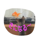 inunekoI LOVE YOU（個別スタンプ：1）