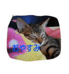inunekoI LOVE YOU（個別スタンプ：2）