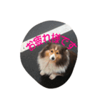 inunekoI LOVE YOU（個別スタンプ：5）