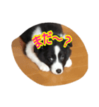 inunekoI LOVE YOU（個別スタンプ：10）