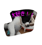 inunekoI LOVE YOU（個別スタンプ：11）