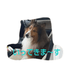 inunekoI LOVE YOU（個別スタンプ：12）