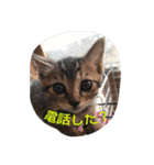 inunekoI LOVE YOU（個別スタンプ：13）