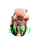 KAN chan stamps（個別スタンプ：17）