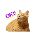 猫は可愛い。（個別スタンプ：1）