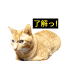 猫は可愛い。（個別スタンプ：2）
