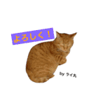 猫は可愛い。（個別スタンプ：3）