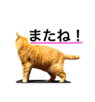 猫は可愛い。（個別スタンプ：4）