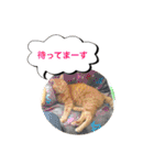 猫は可愛い。（個別スタンプ：5）