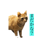 猫は可愛い。（個別スタンプ：6）
