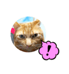 猫は可愛い。（個別スタンプ：7）