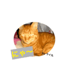猫は可愛い。（個別スタンプ：8）