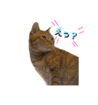 猫は可愛い。（個別スタンプ：9）