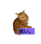 猫は可愛い。（個別スタンプ：10）