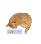 猫は可愛い。（個別スタンプ：11）